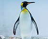 Les-7-pinguin
